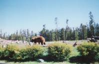 Grizzly at the Recovery Center